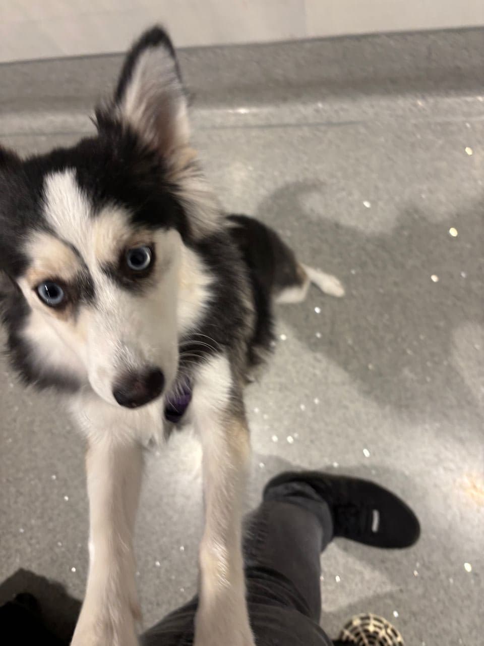 Pet travel photo 3