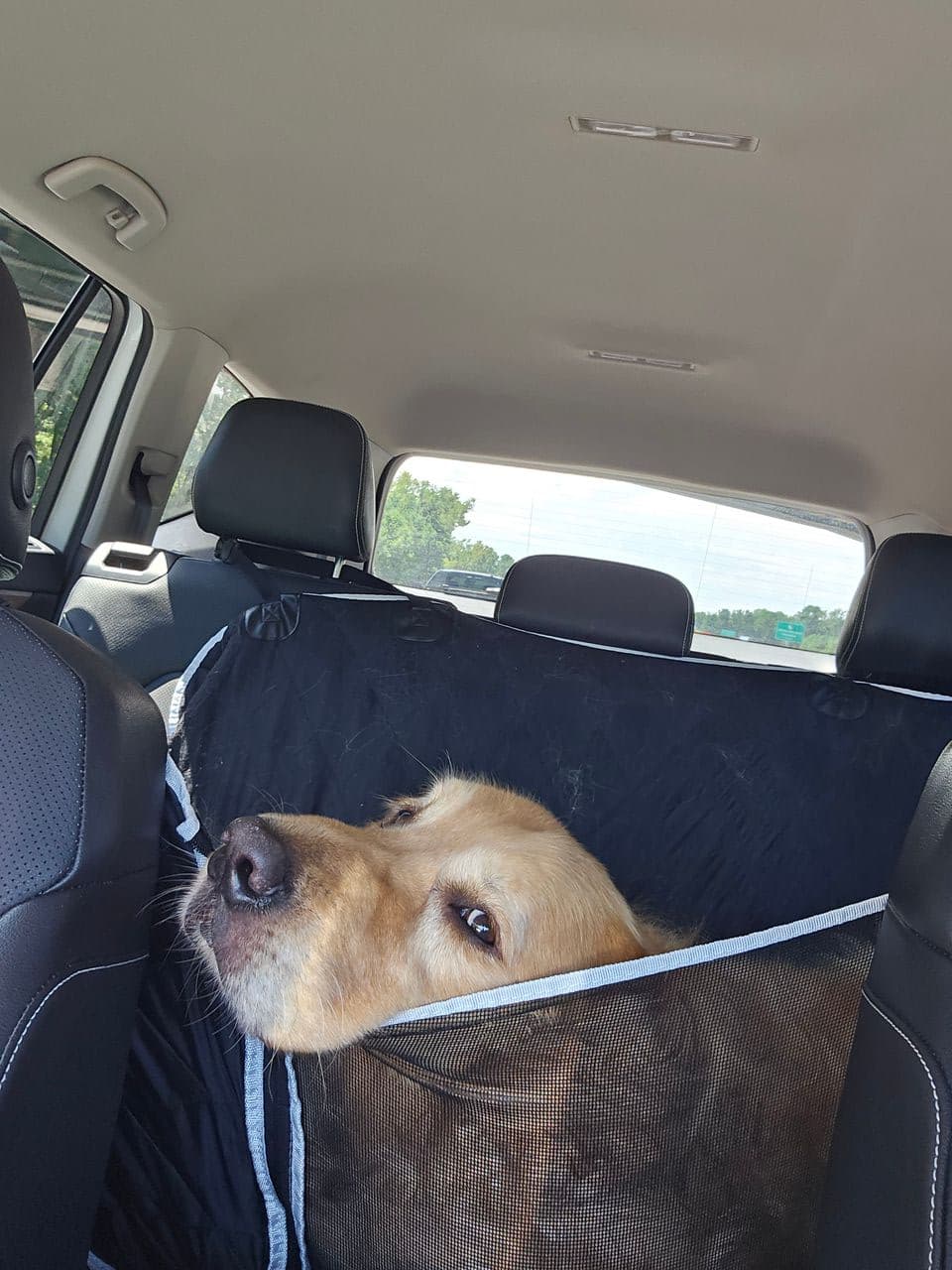 Pet travel photo 4