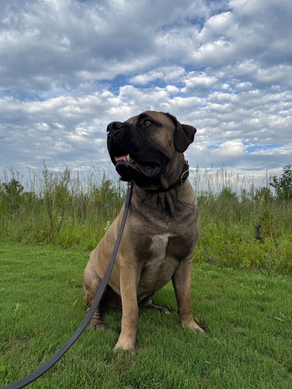 Pet travel photo 2