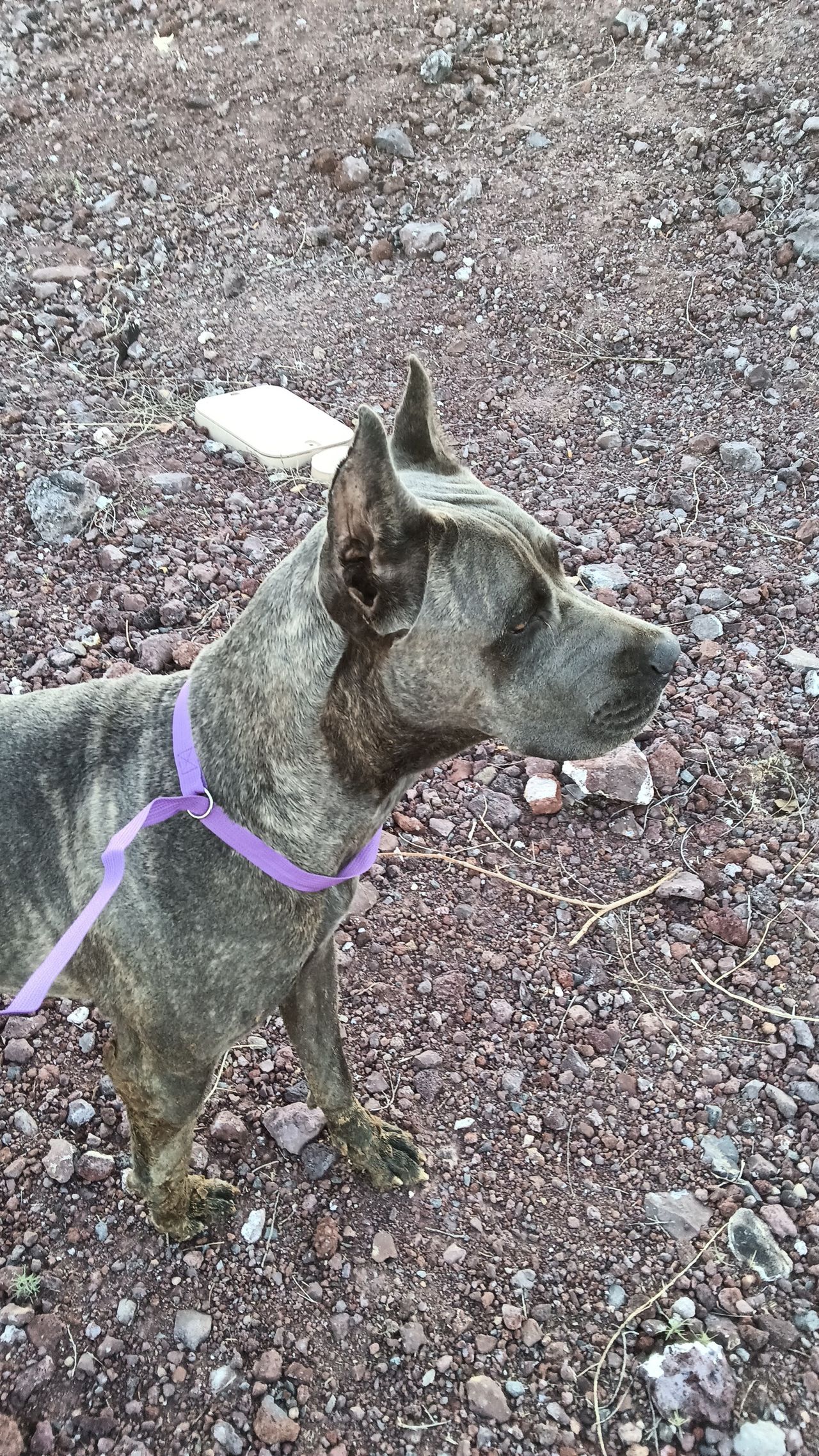 Pet travel photo 6
