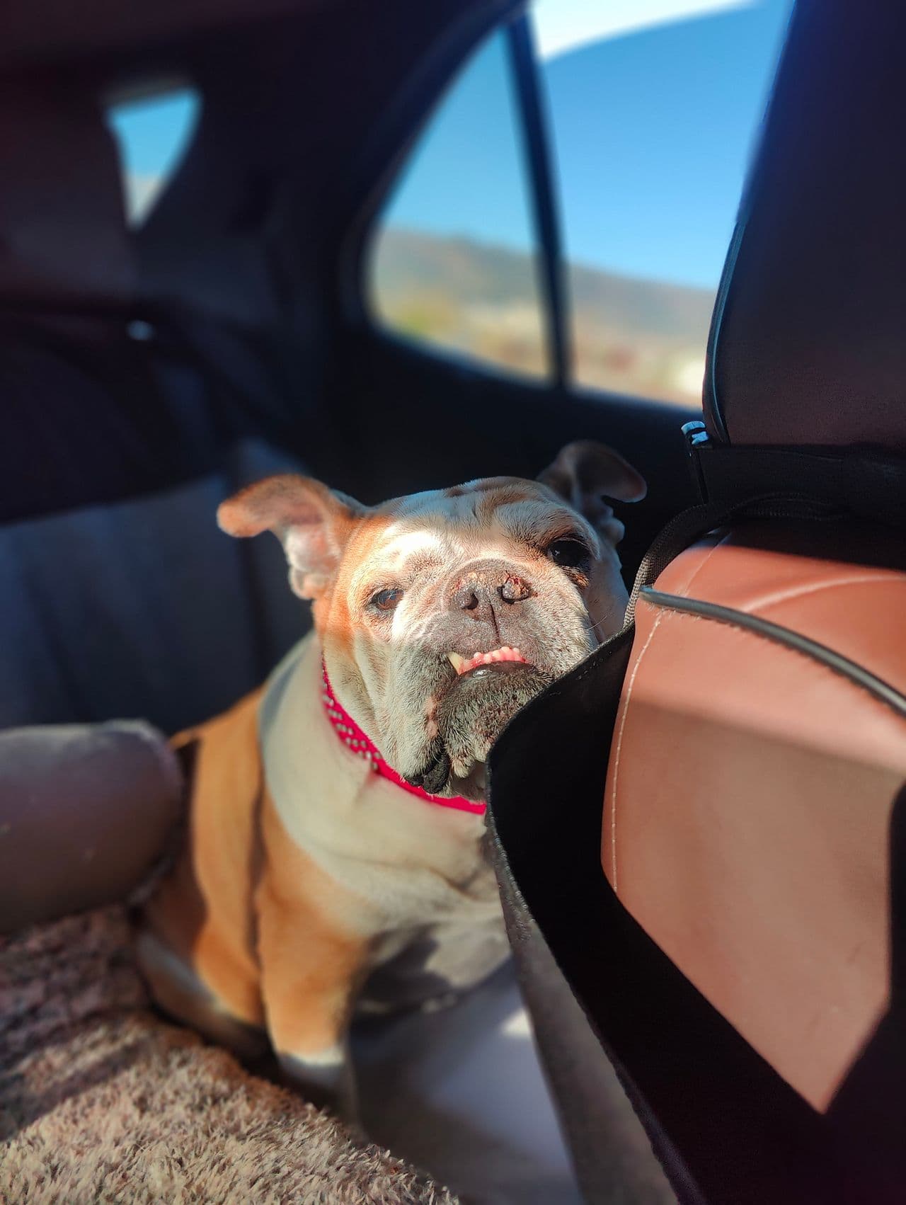 Pet travel photo 2