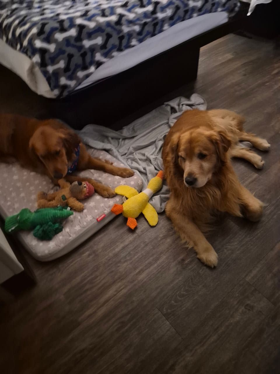 Pet travel photo 3