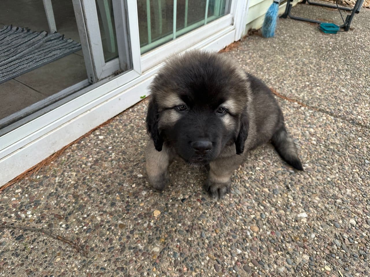 Pet travel photo 5