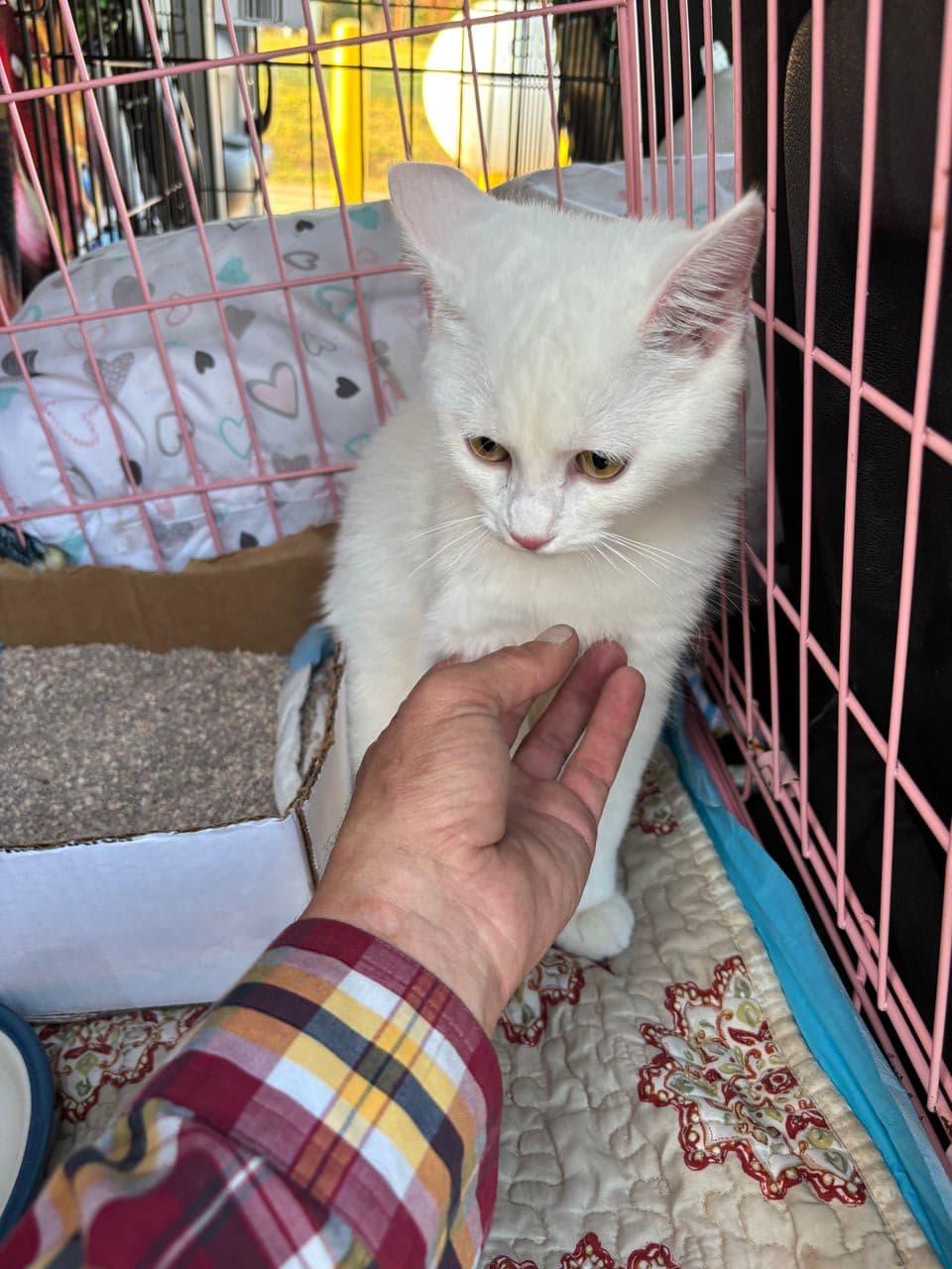 Pet travel photo 6