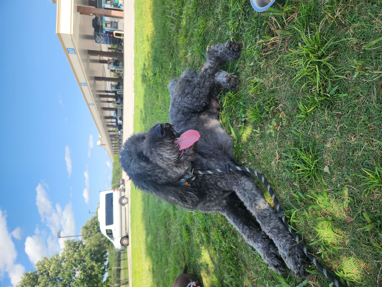Pet travel photo 5