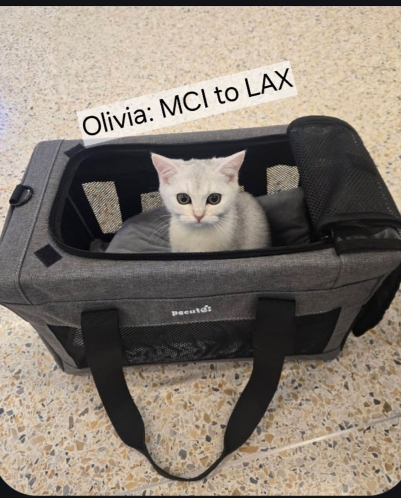 Pet travel photo 3