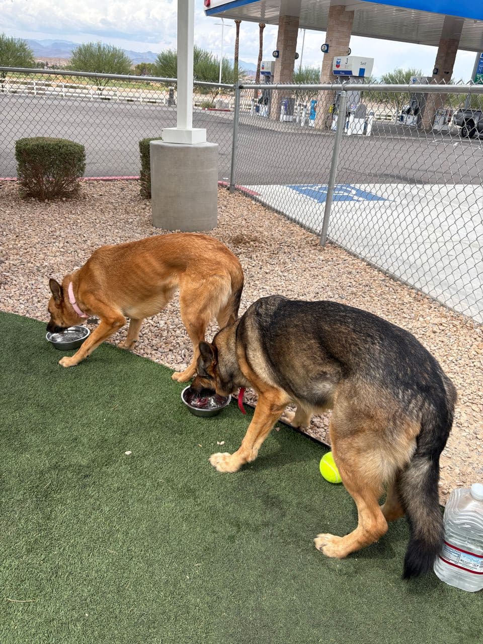 Pet travel photo 4