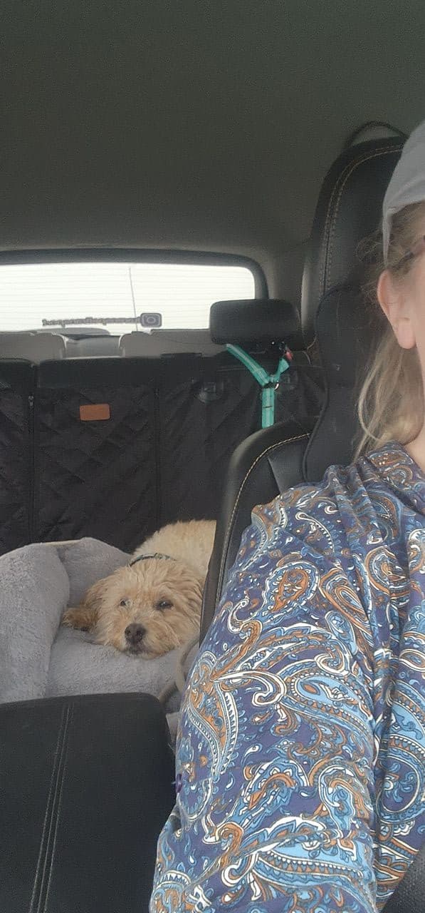 Pet travel photo 3