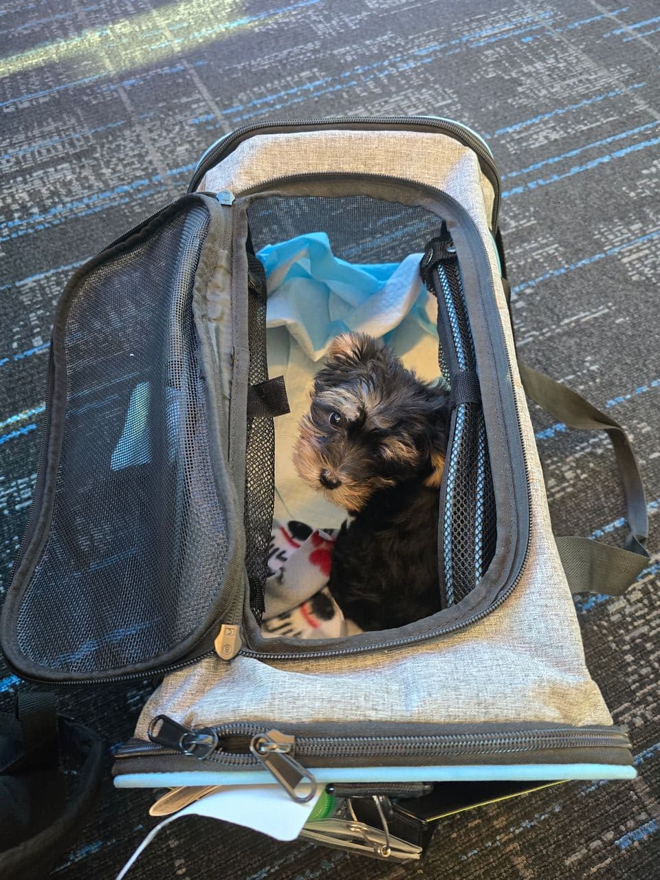 Pet travel photo 3