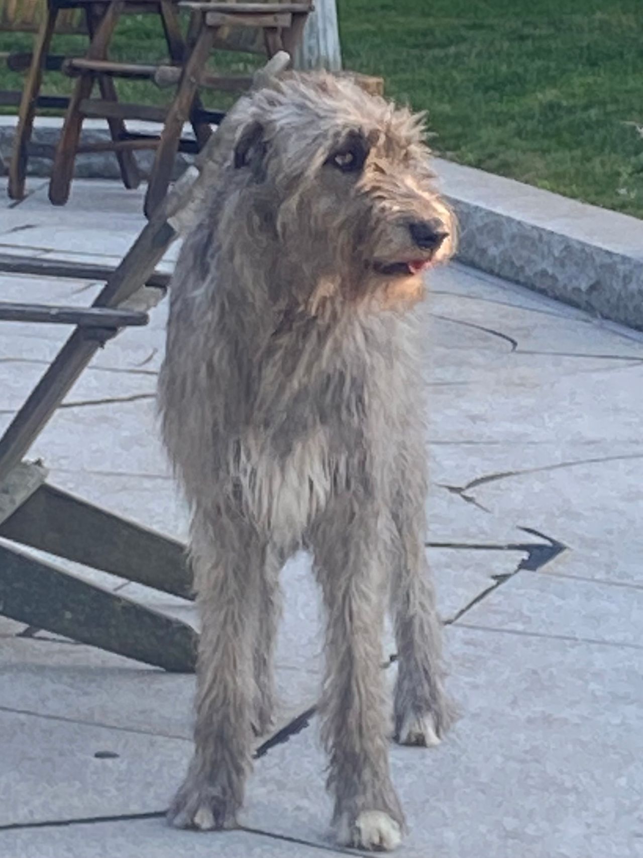 Pet travel photo 3