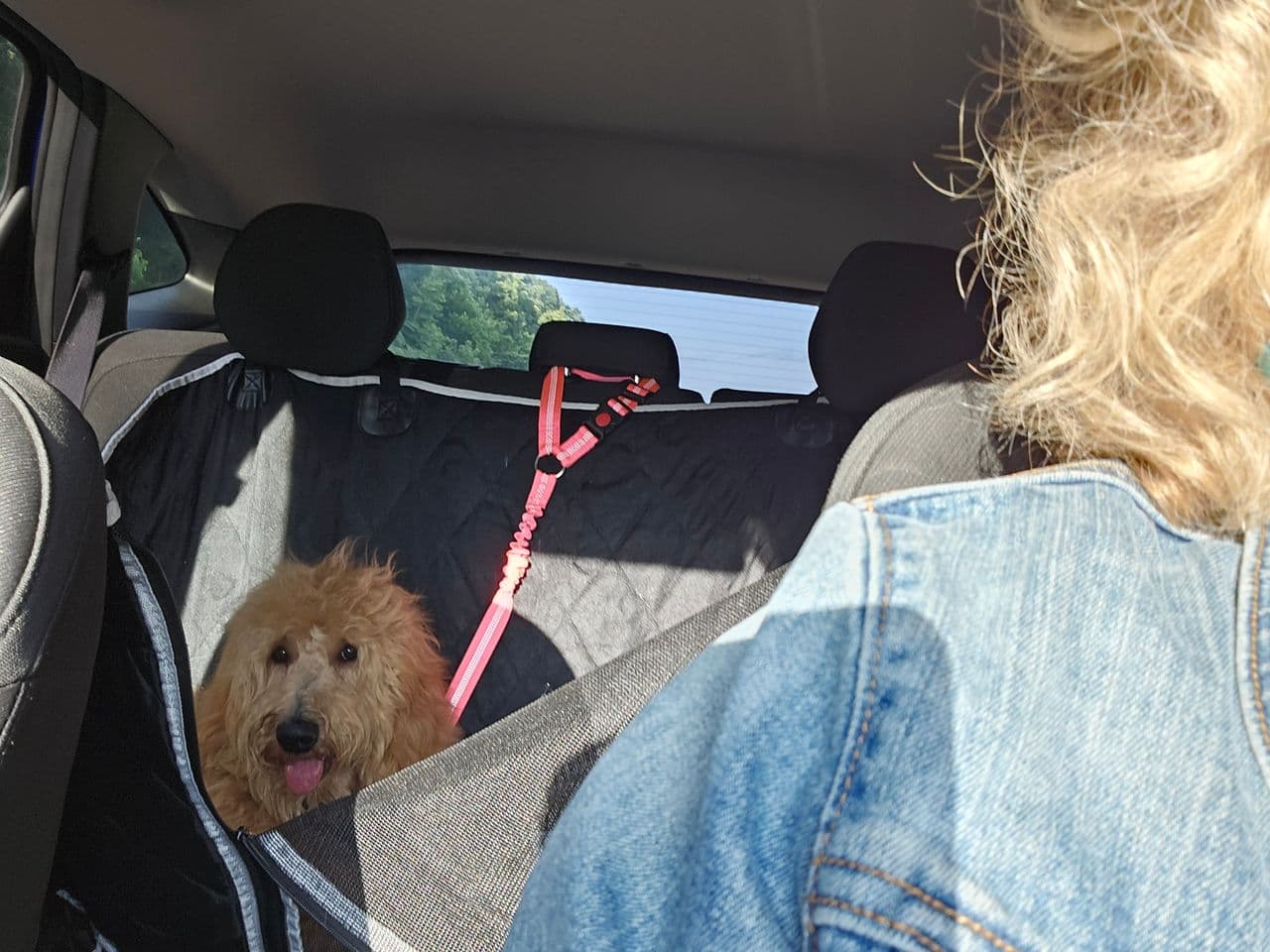 Pet travel photo 4
