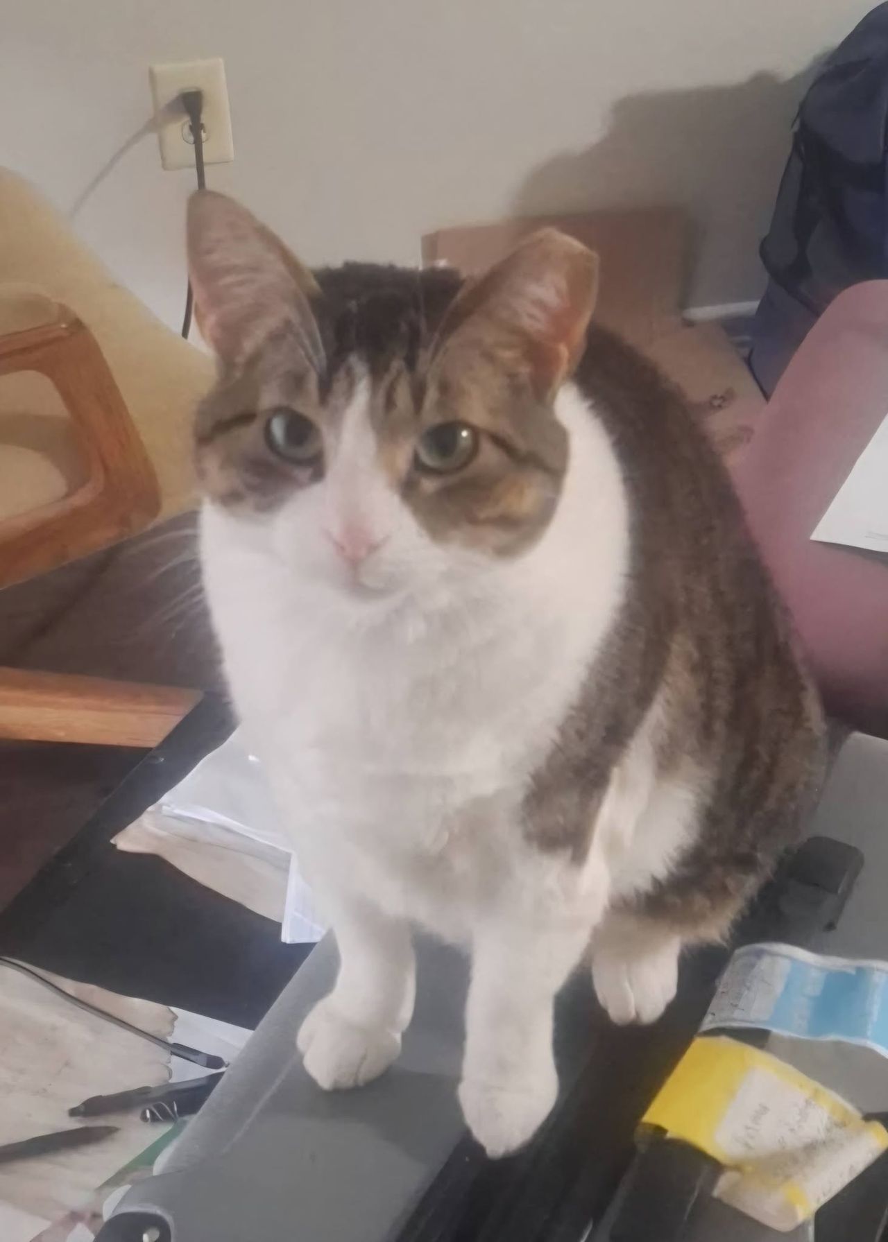 Pet travel photo 4