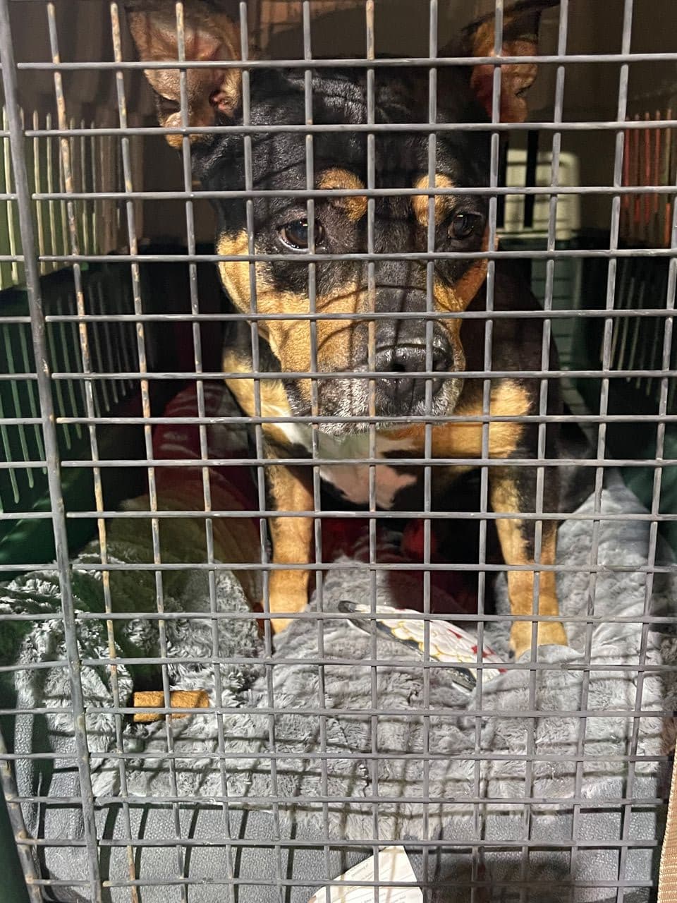 Pet travel photo 1