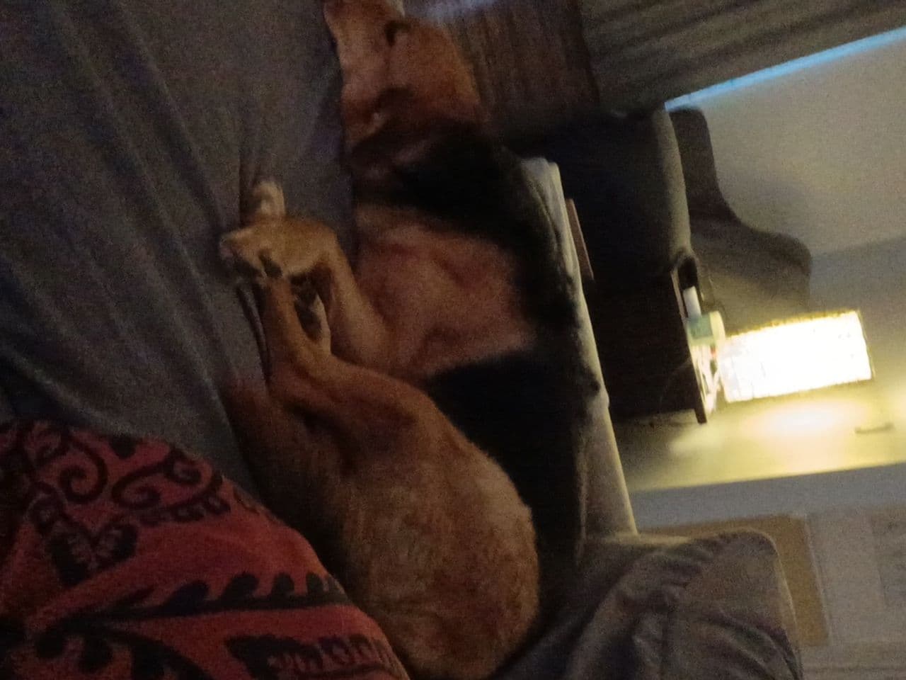 Pet travel photo 6