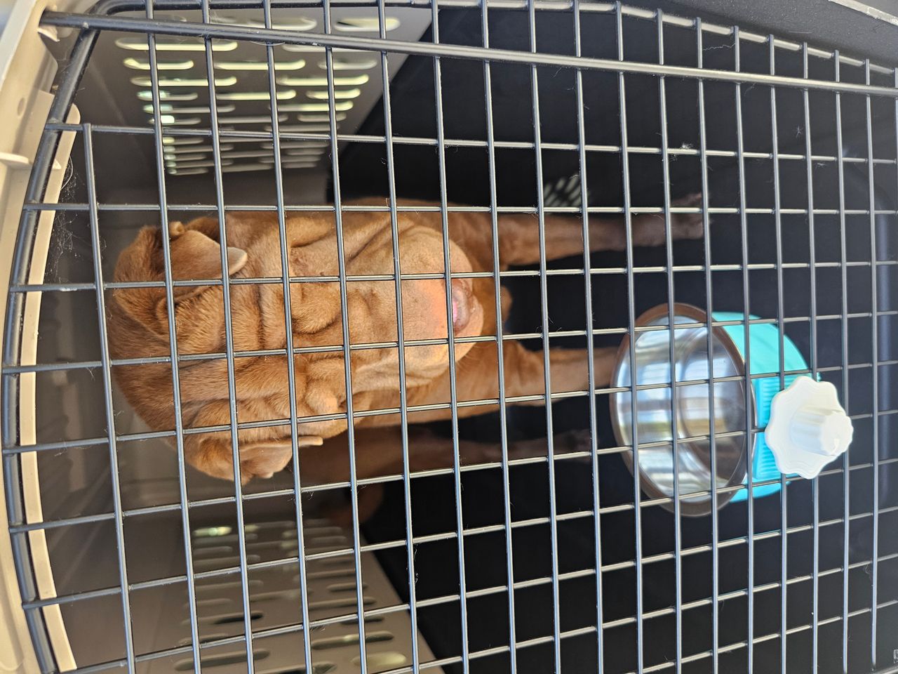 Pet travel photo 4