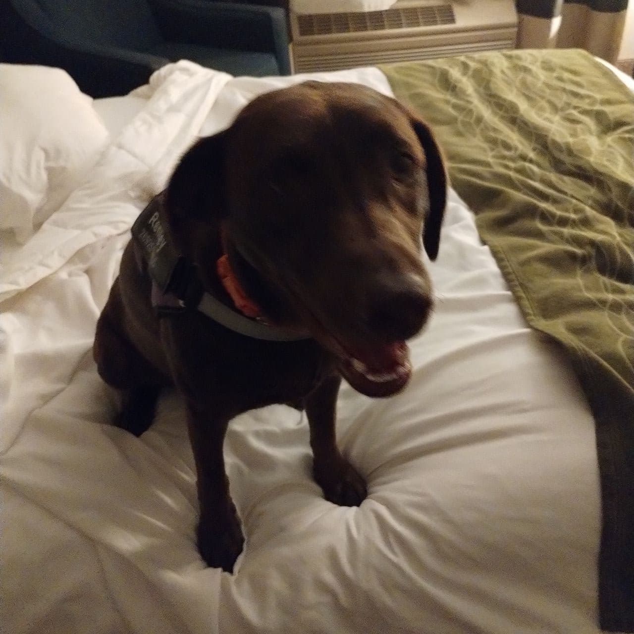 Pet travel photo 6