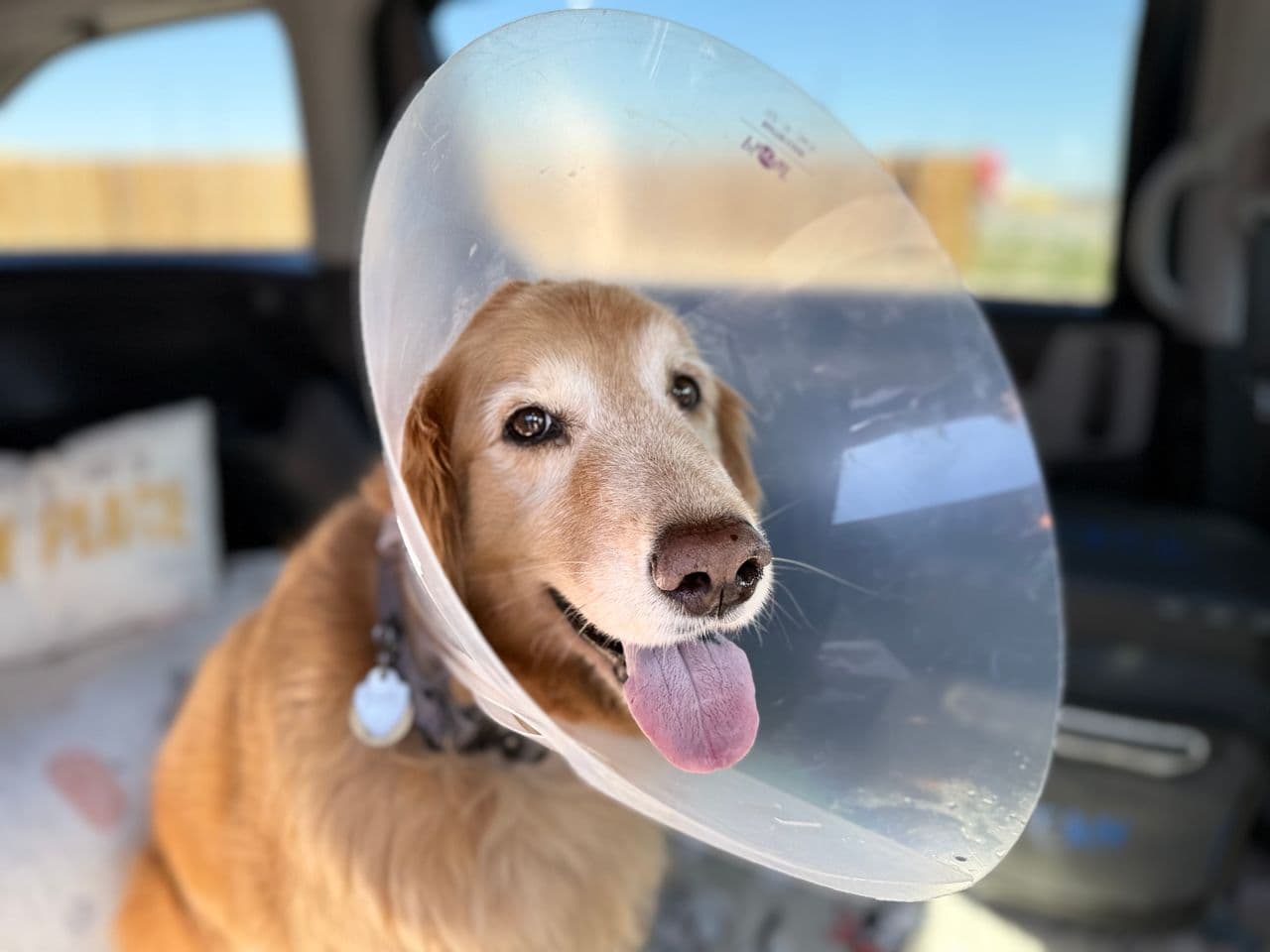Pet travel photo 6