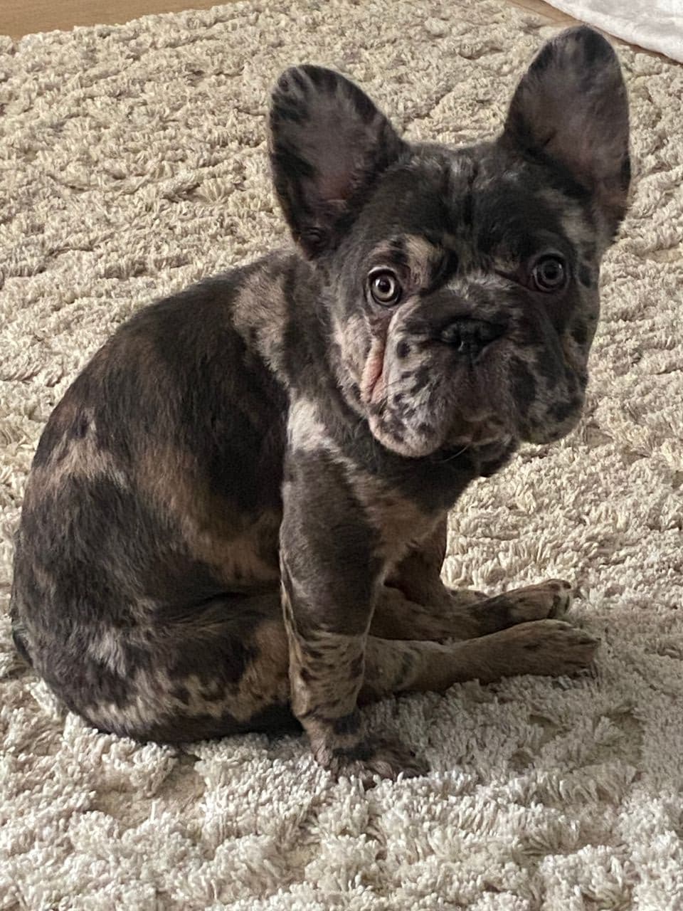 Pet travel photo 1