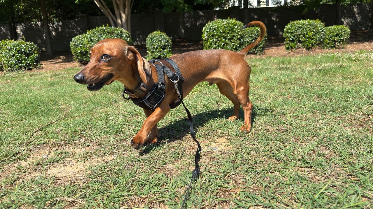 Pet travel photo 1