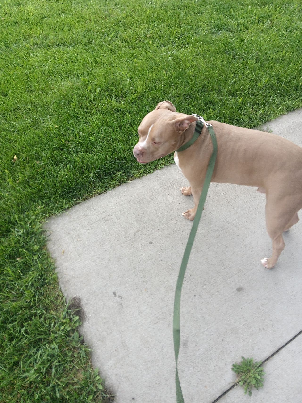 Pet travel photo 4