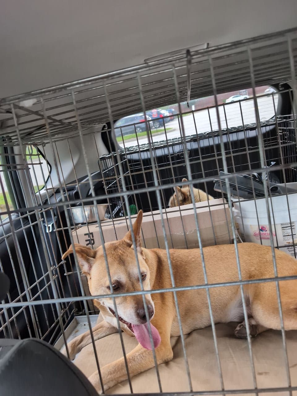 Pet travel photo 4