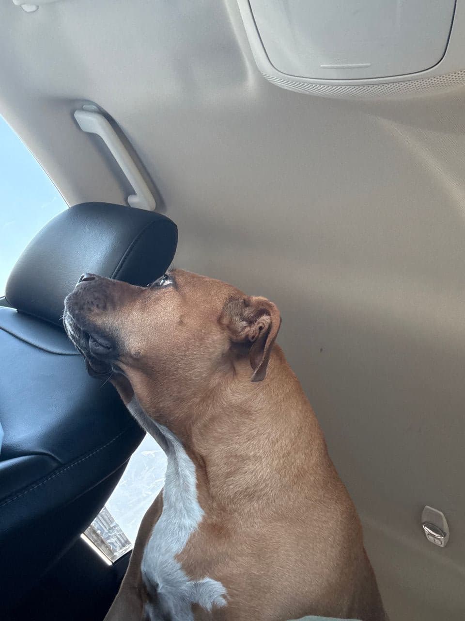 Pet travel photo 1