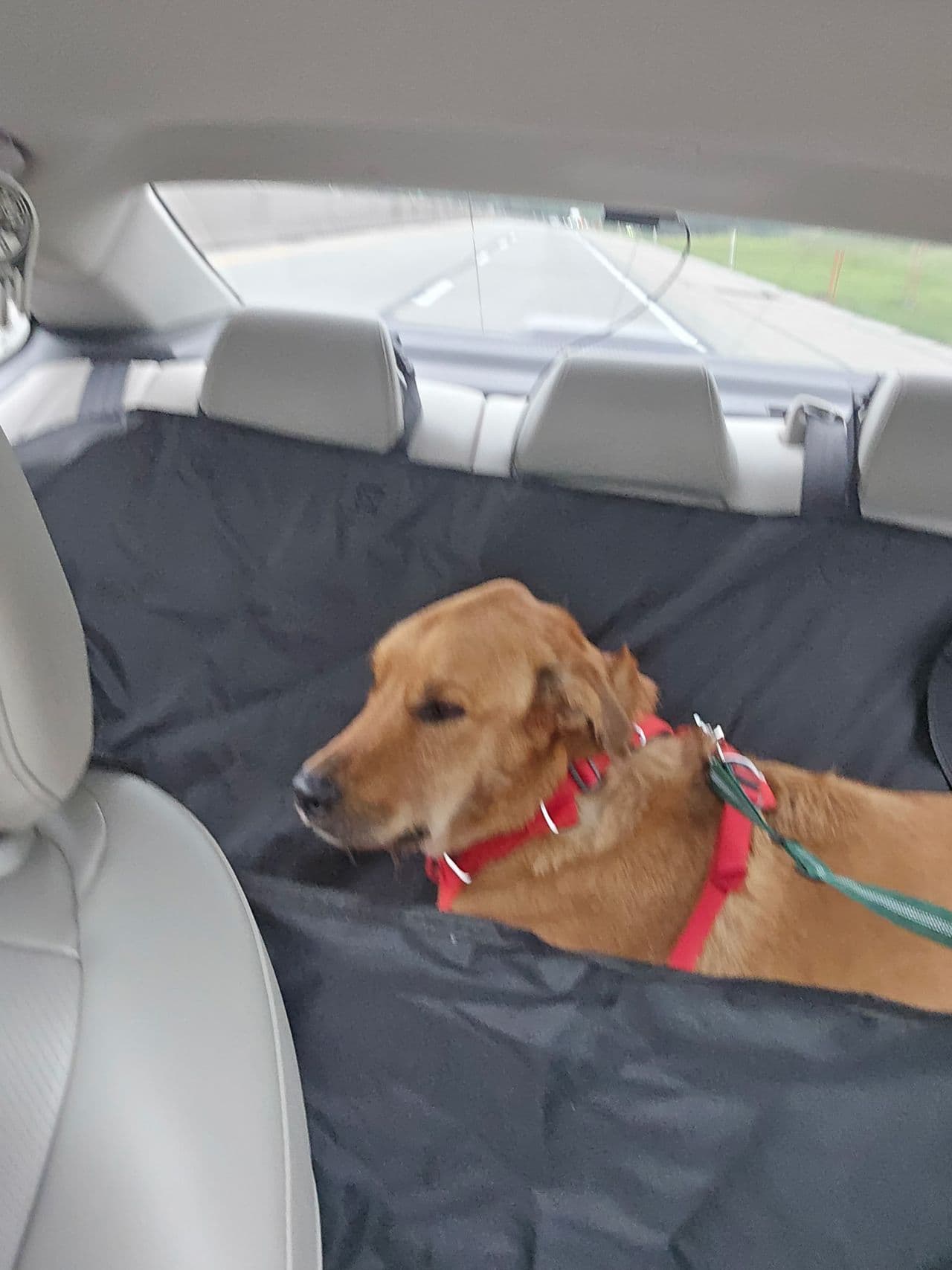 Pet travel photo 4