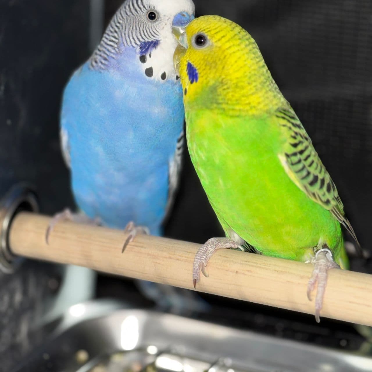 Pet travel photo 5
