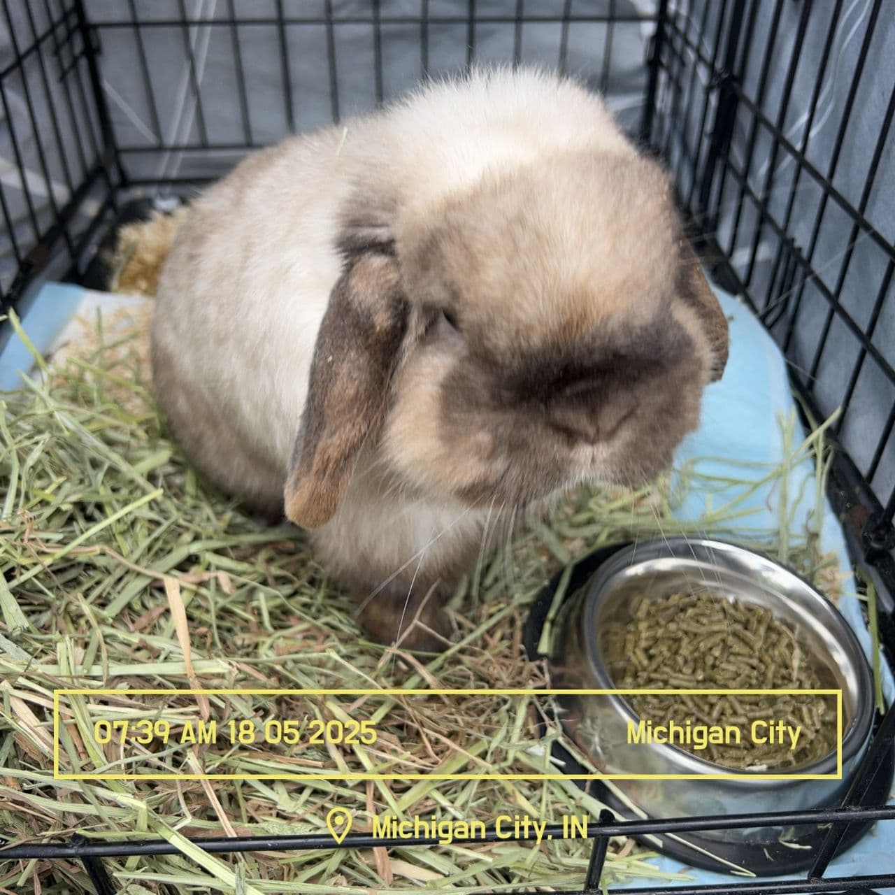 Pet travel photo 1