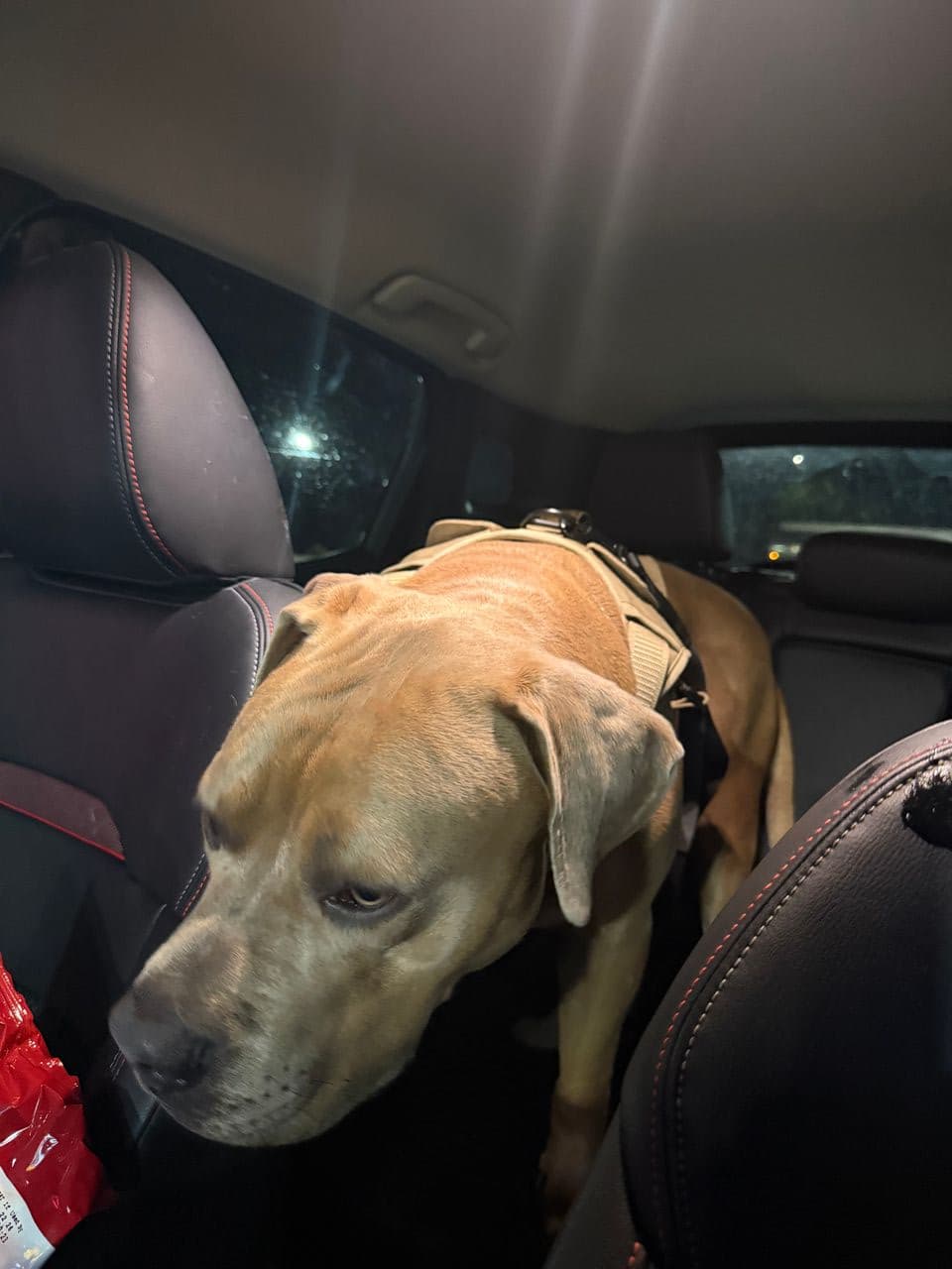 Pet travel photo 3