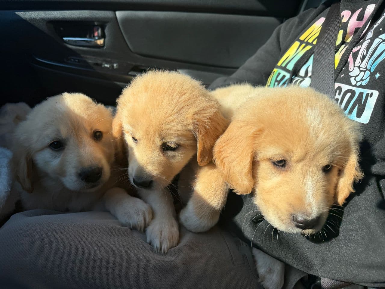 Pet travel photo 1