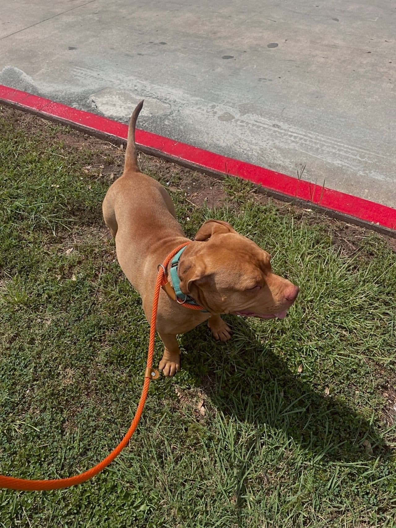 Pet travel photo 2