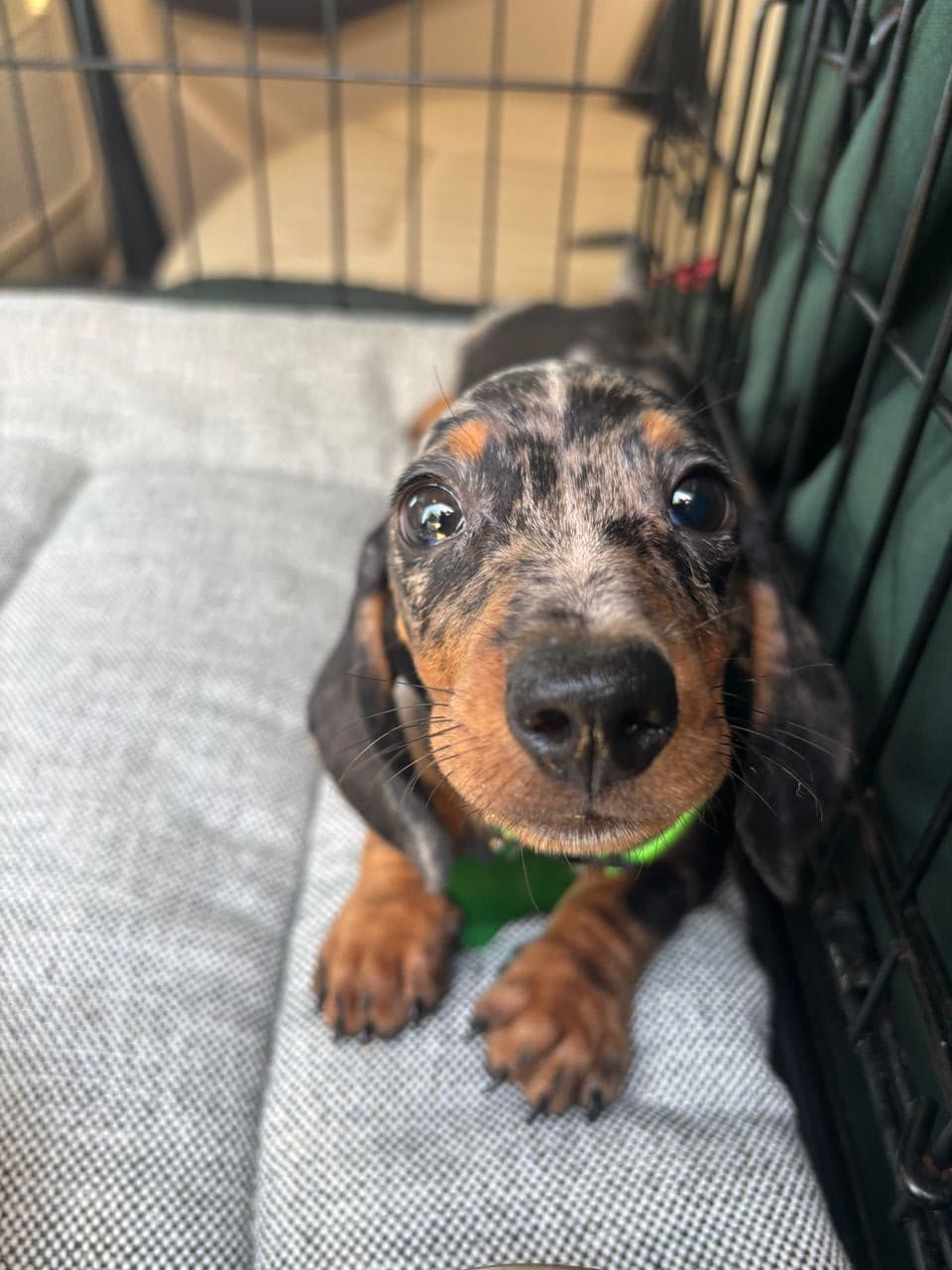 Pet travel photo 3