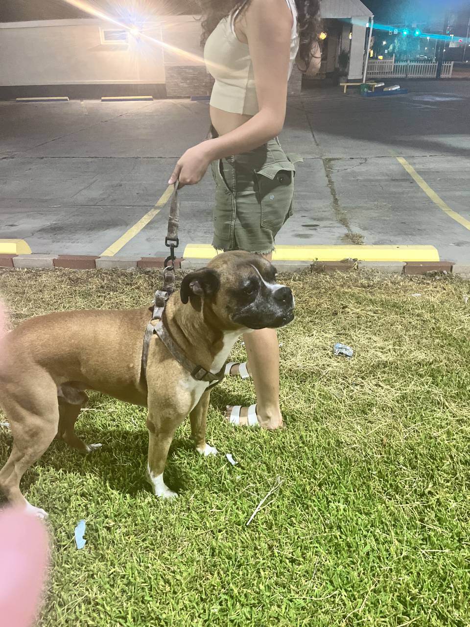 Pet travel photo 4