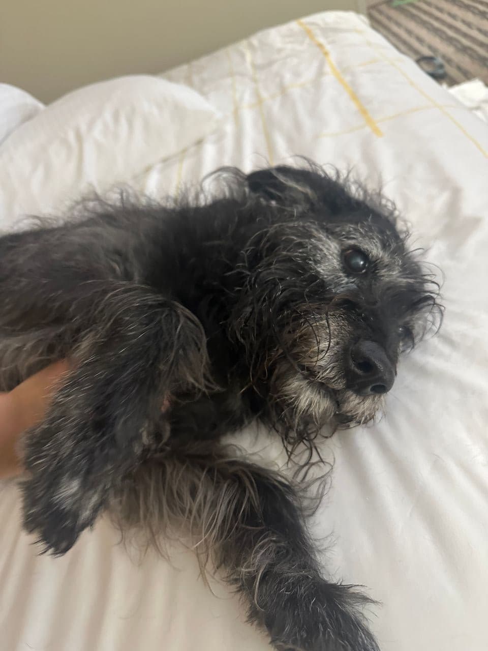Pet travel photo 3