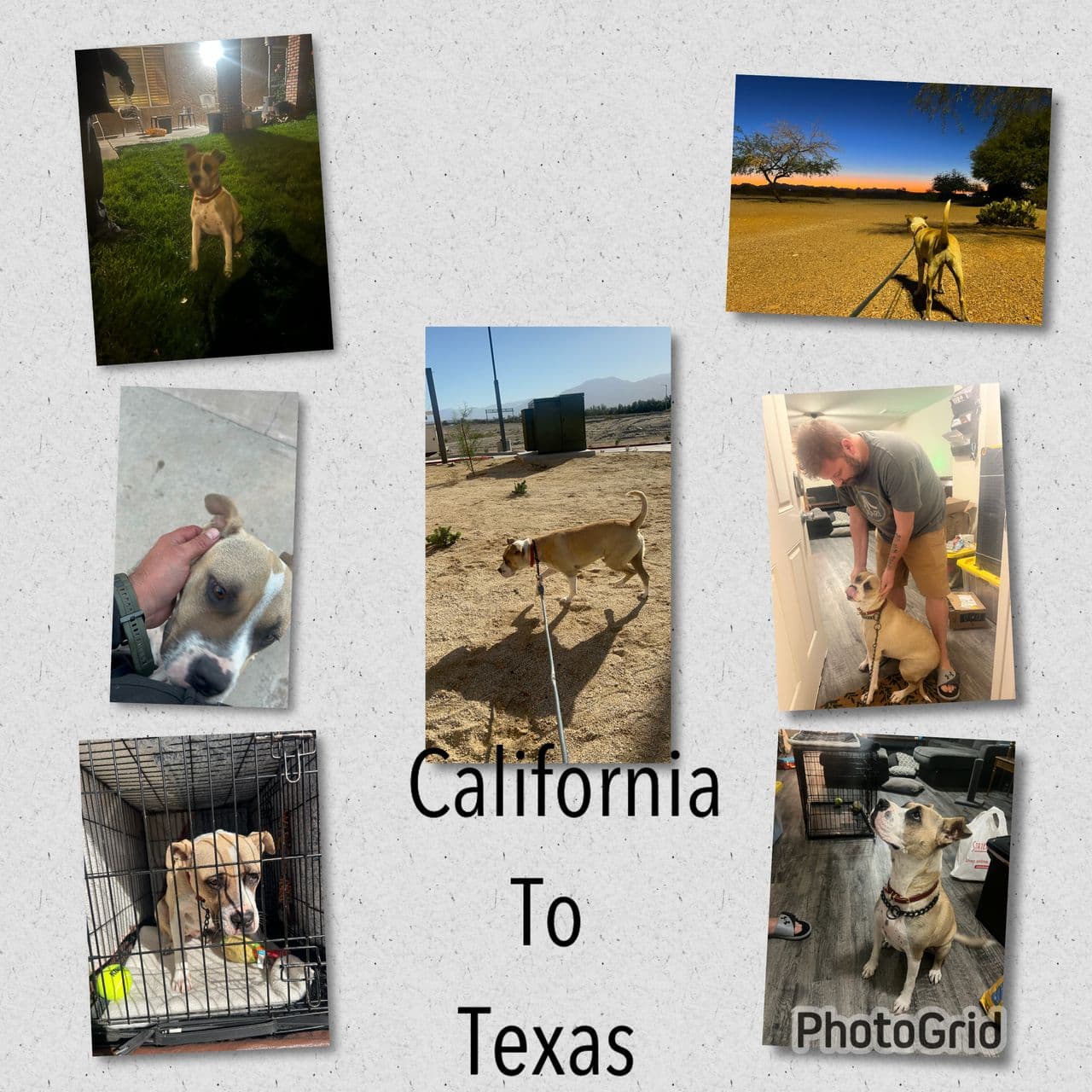 Pet travel photo 4