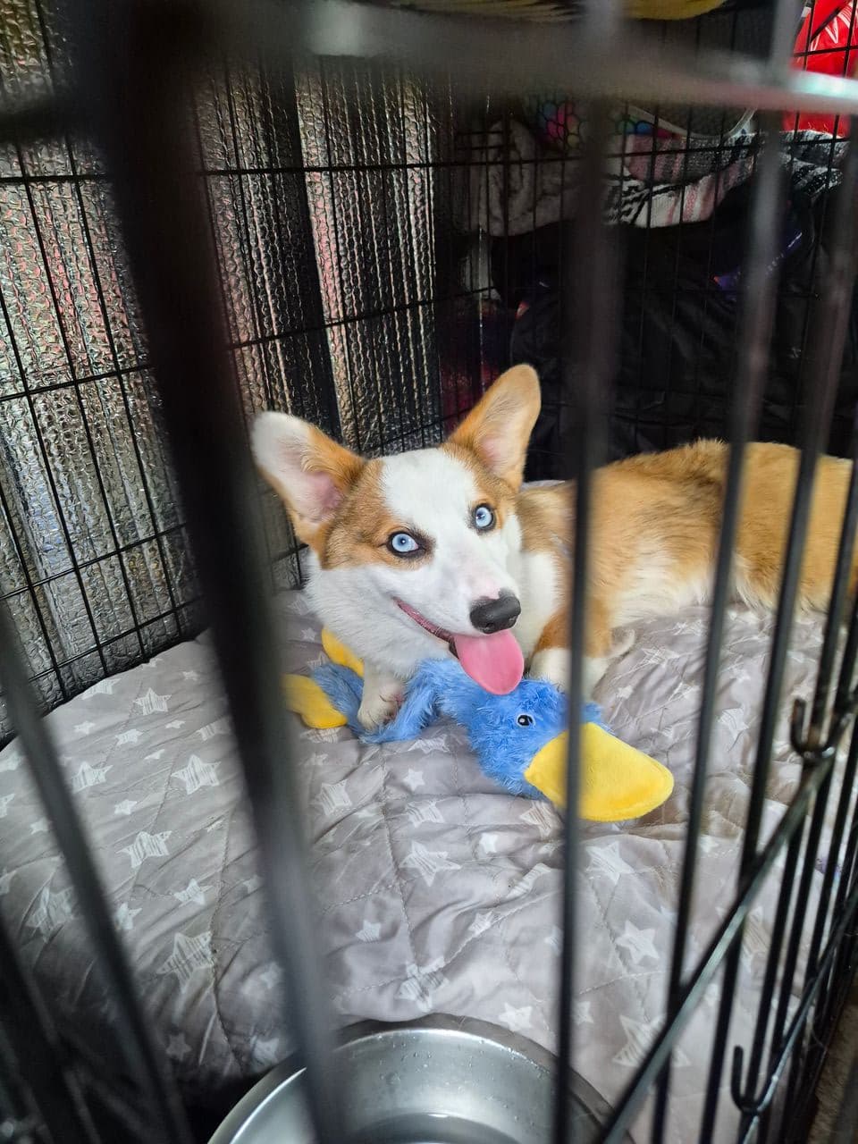 Pet travel photo 5