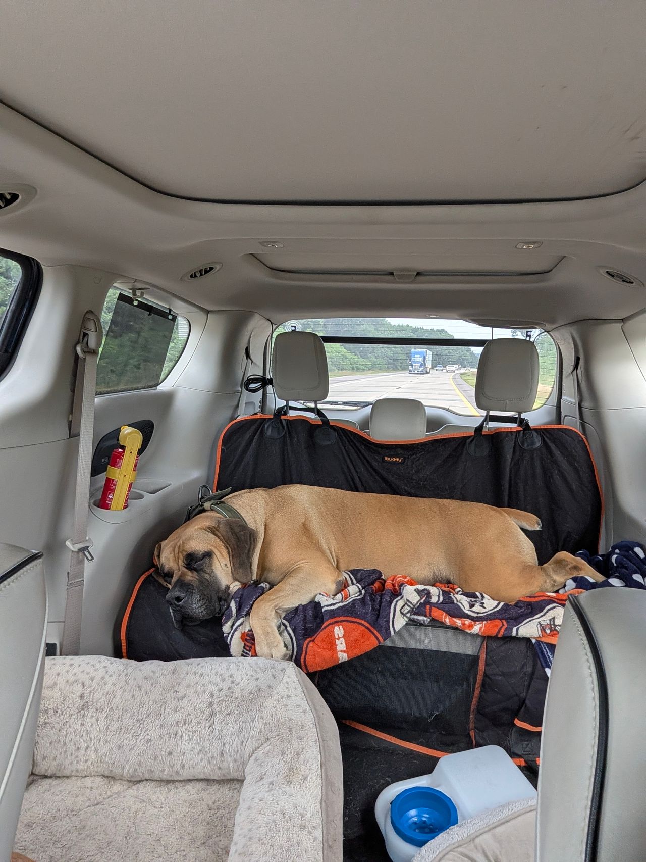 Pet travel photo 4