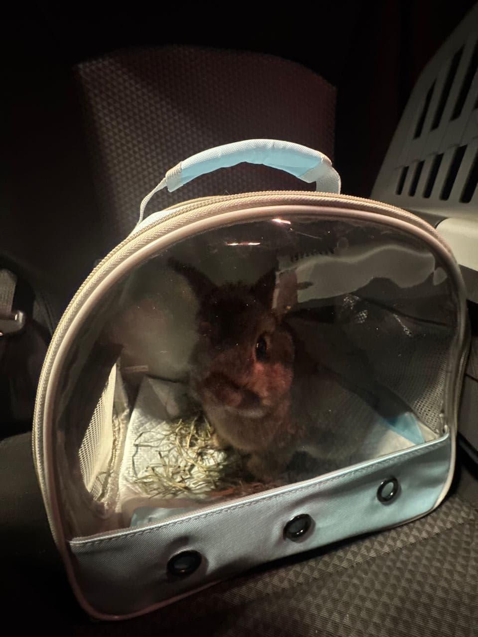 Pet travel photo 1