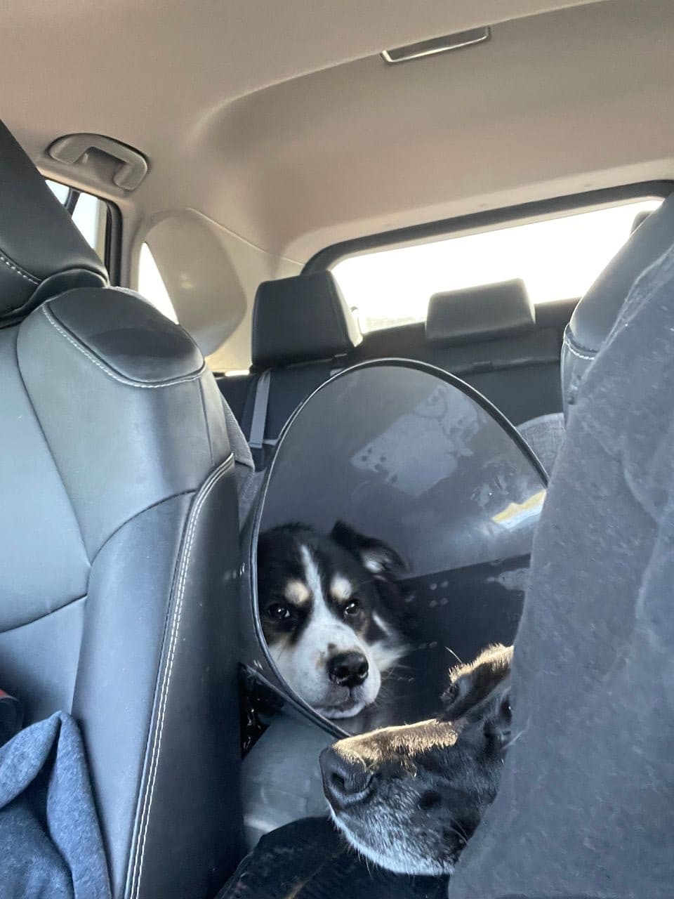 Pet travel photo 5