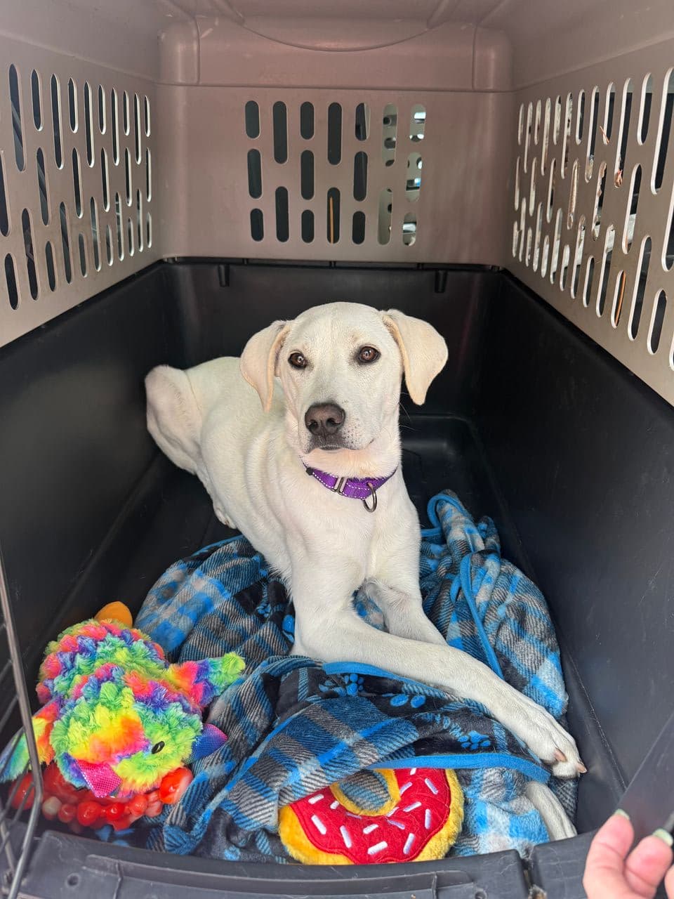 Pet travel photo 4
