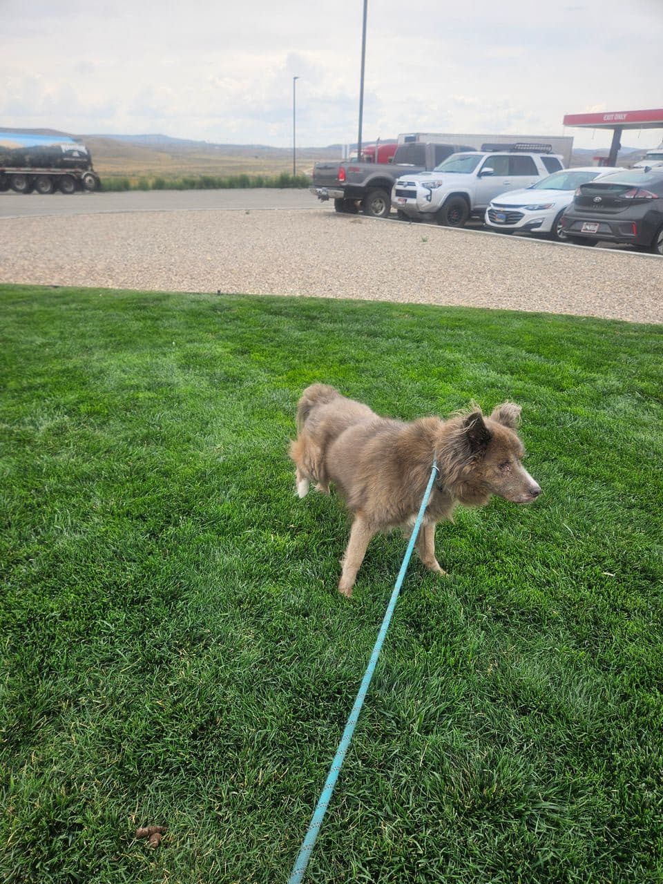 Pet travel photo 3