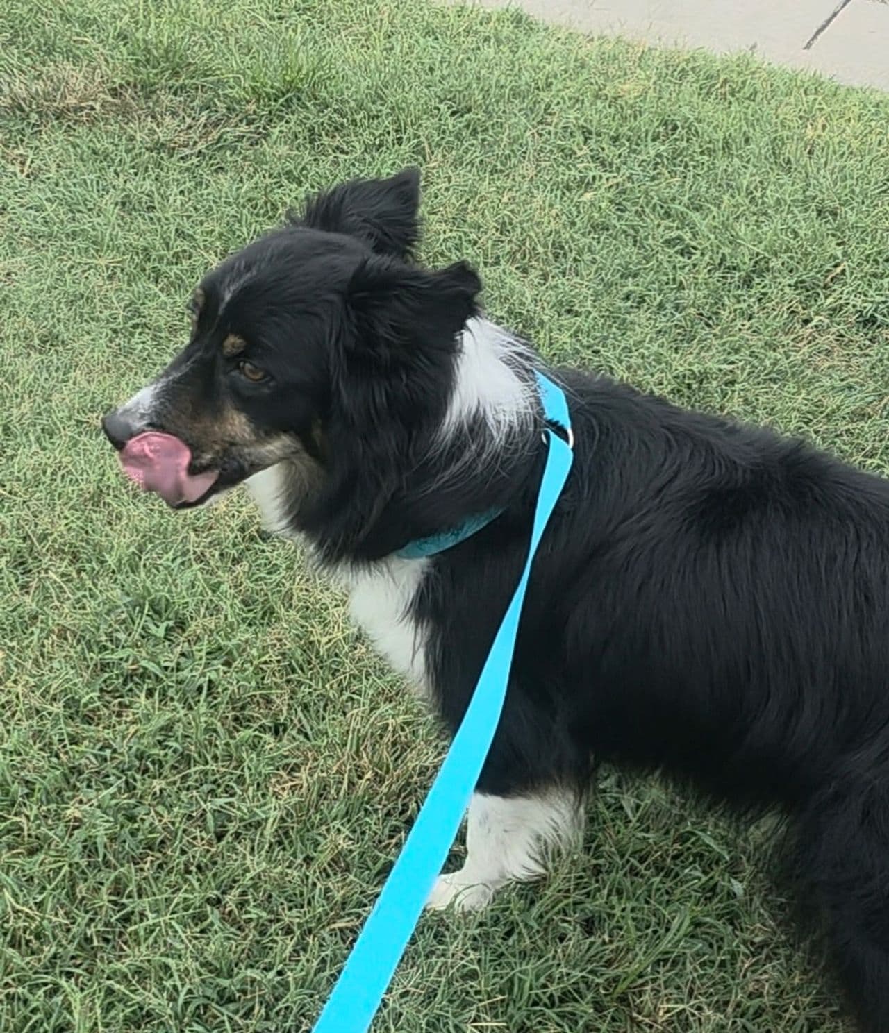 Pet travel photo 4