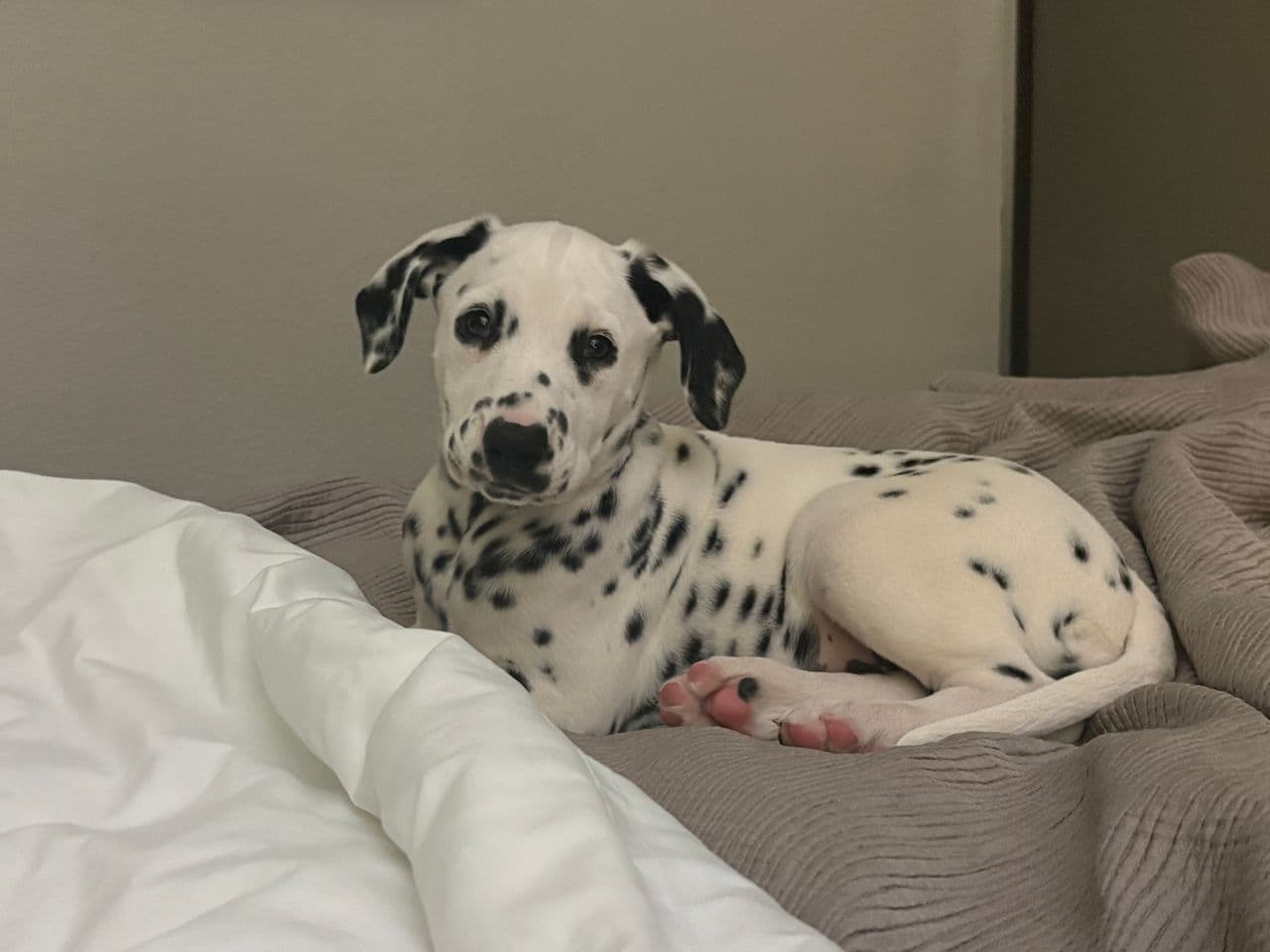 Pet travel photo 1