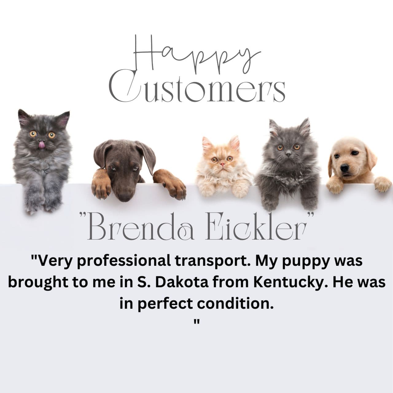 Pet travel photo 4
