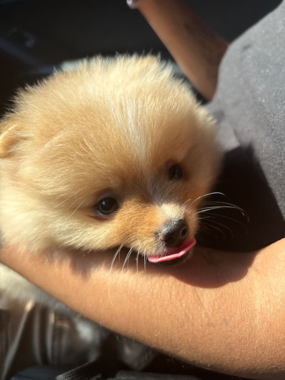 Pet travel photo 2