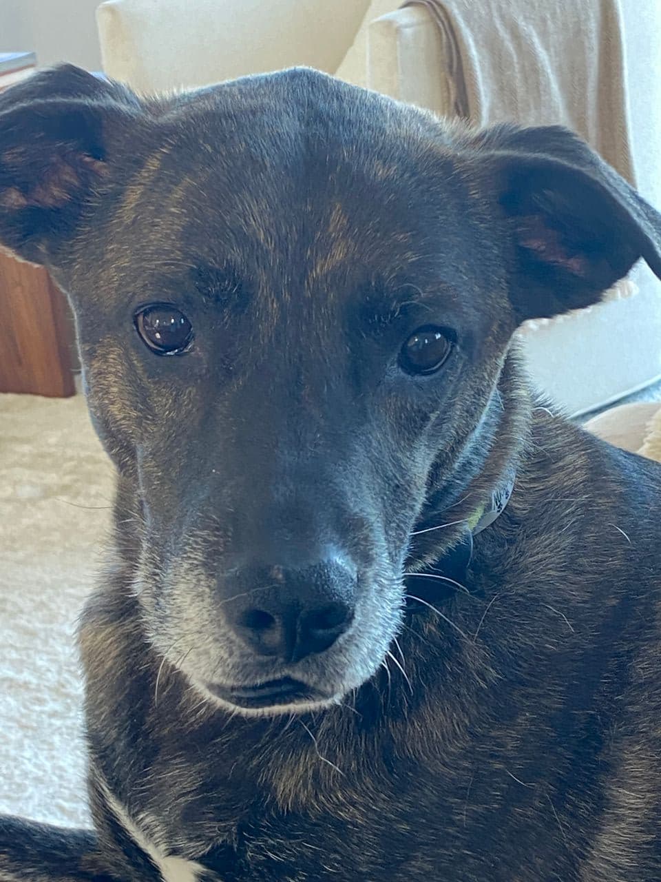 Pet travel photo 6