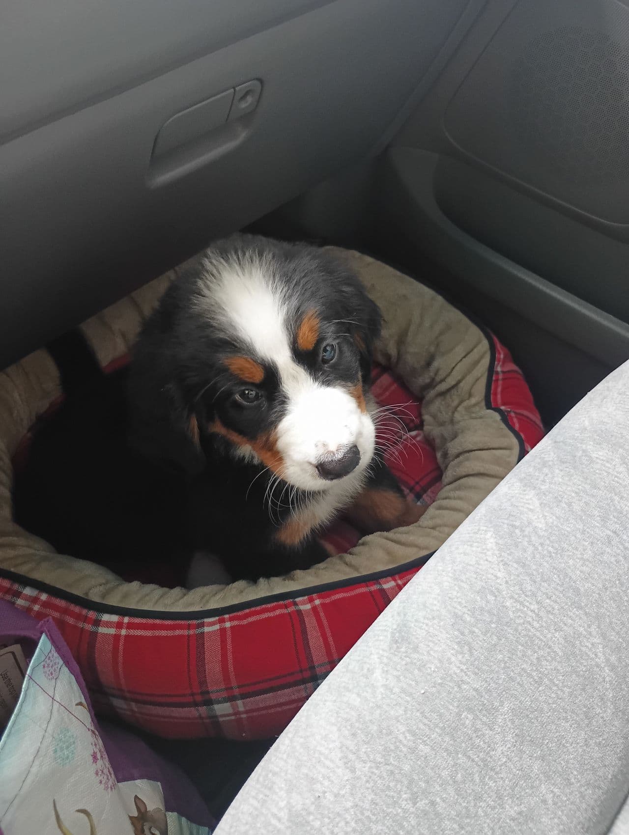 Pet travel photo 3