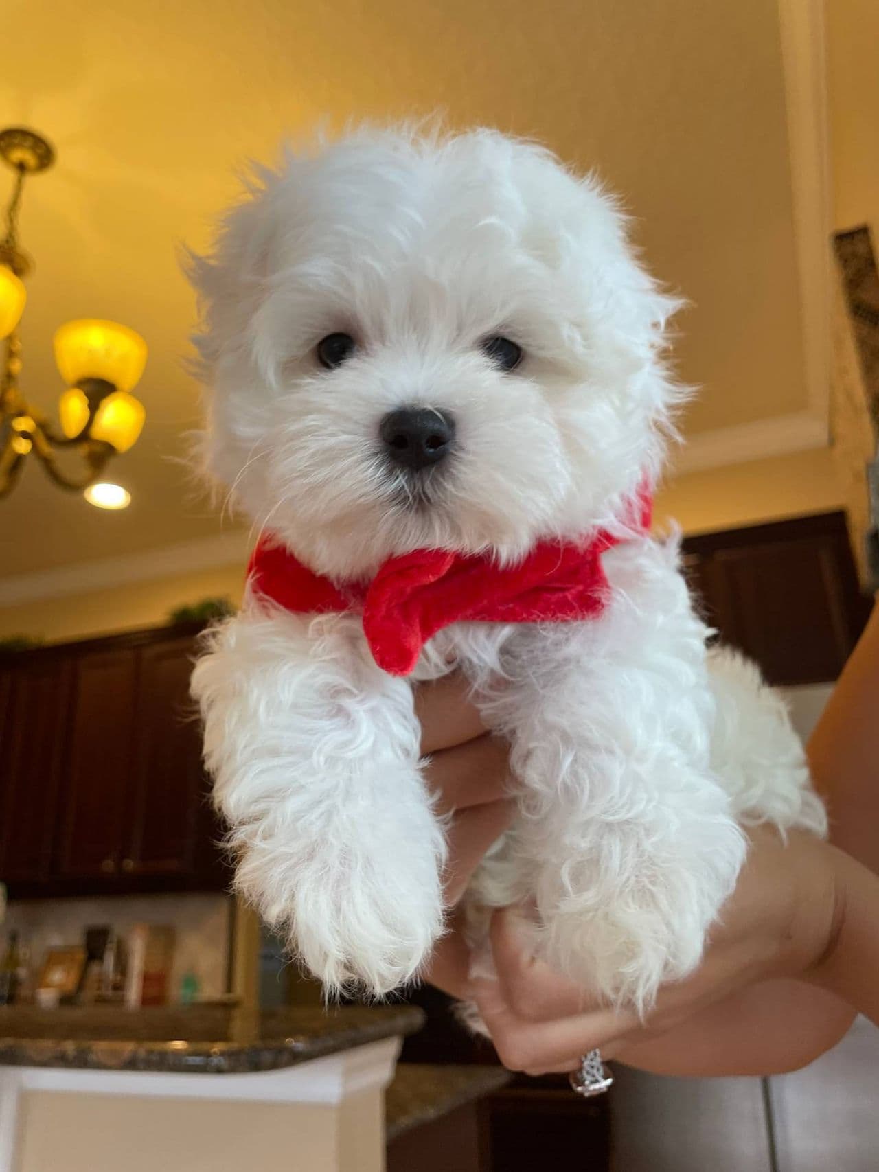 Pet travel photo 3
