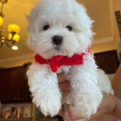 Moongie Transport At Your Paws' Service